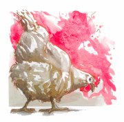 Dirscherl_Stefanie_Huhn_Foto_Dirscherl_Stefanie