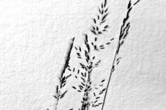 LindenbergWildwuchs6284